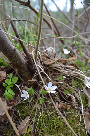 dsc_1589.jpg