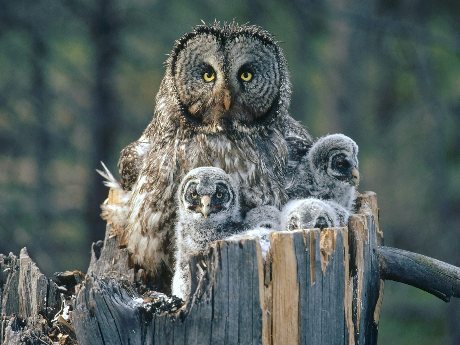 gray_owl_with_her_children.jpg