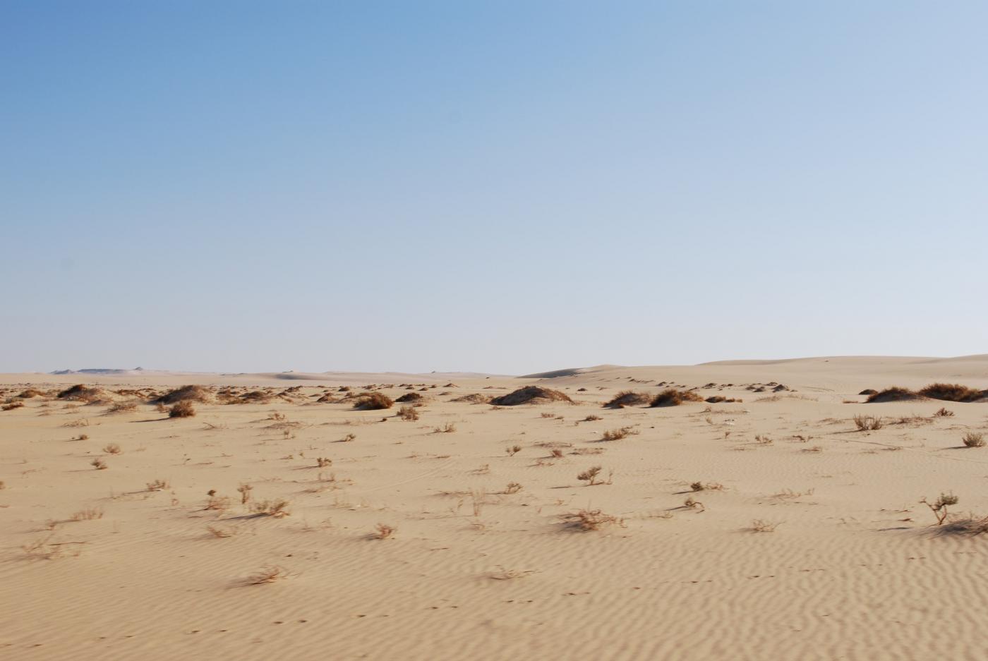 sahara3.jpg