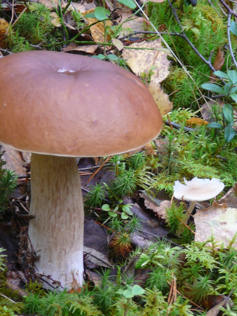 kivisto_2010_008.jpg