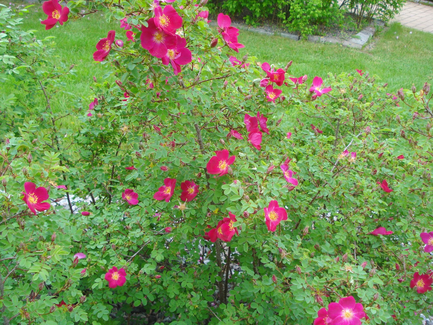 DSC02323.JPG