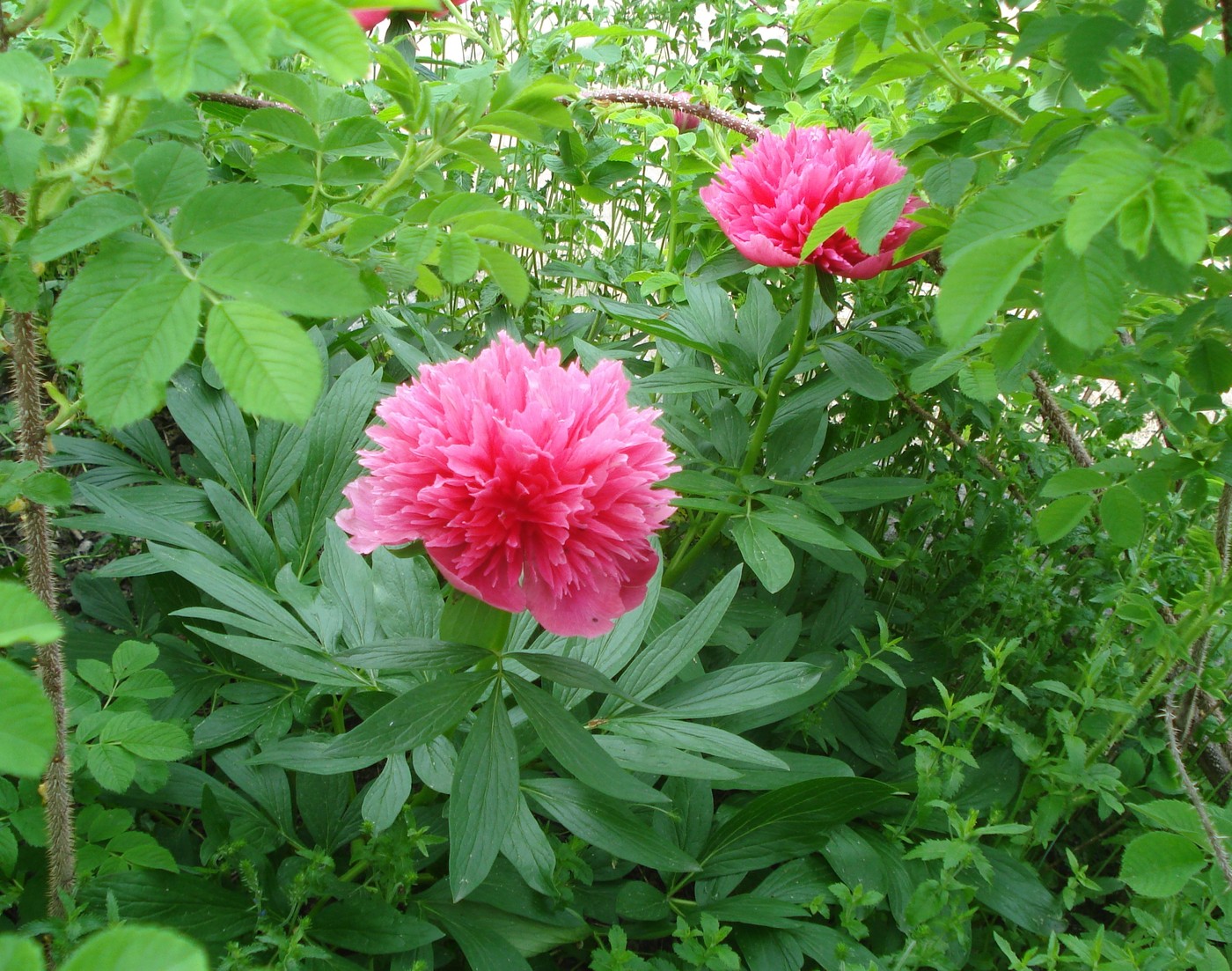 DSC02326.JPG