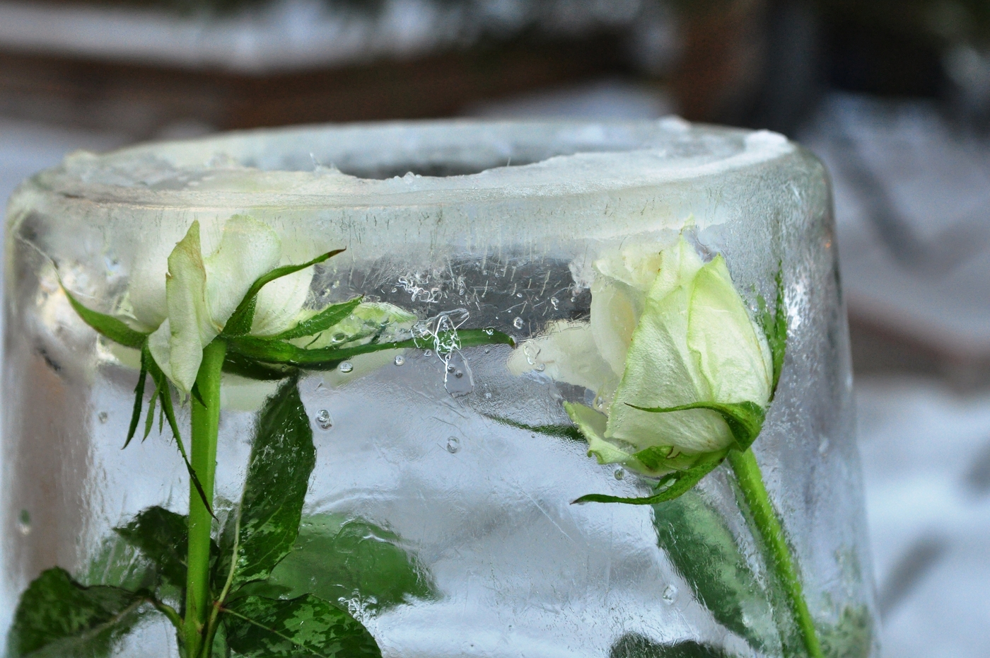 Ice ice baby – 3h+kasvimaa | Lily