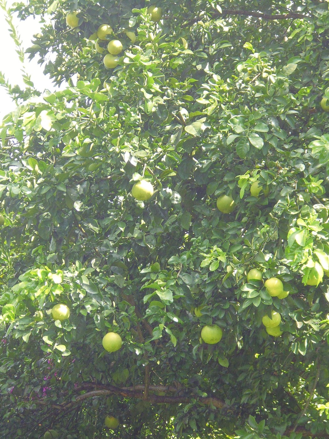 P1000665.1.JPG