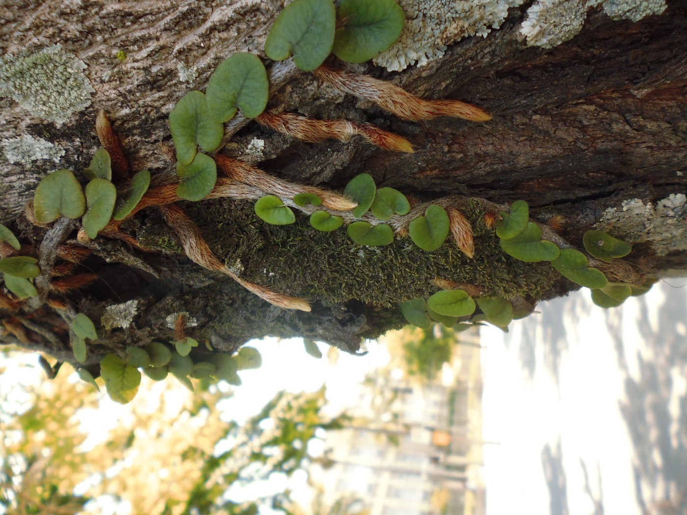 P1010130.1.JPG