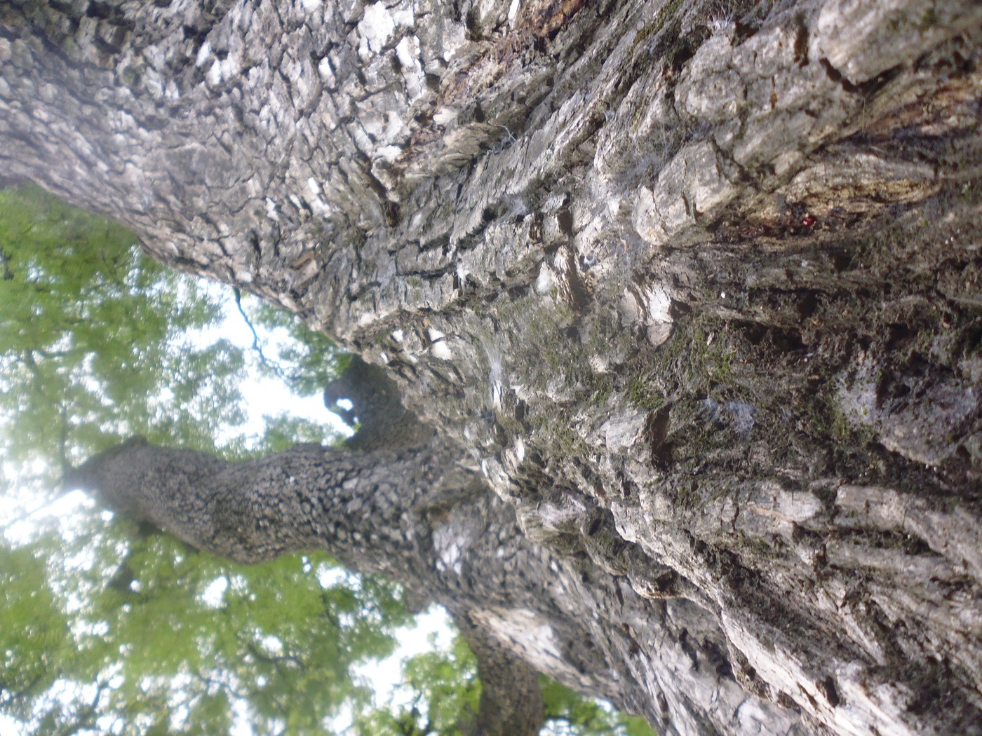 P1020139.jpg