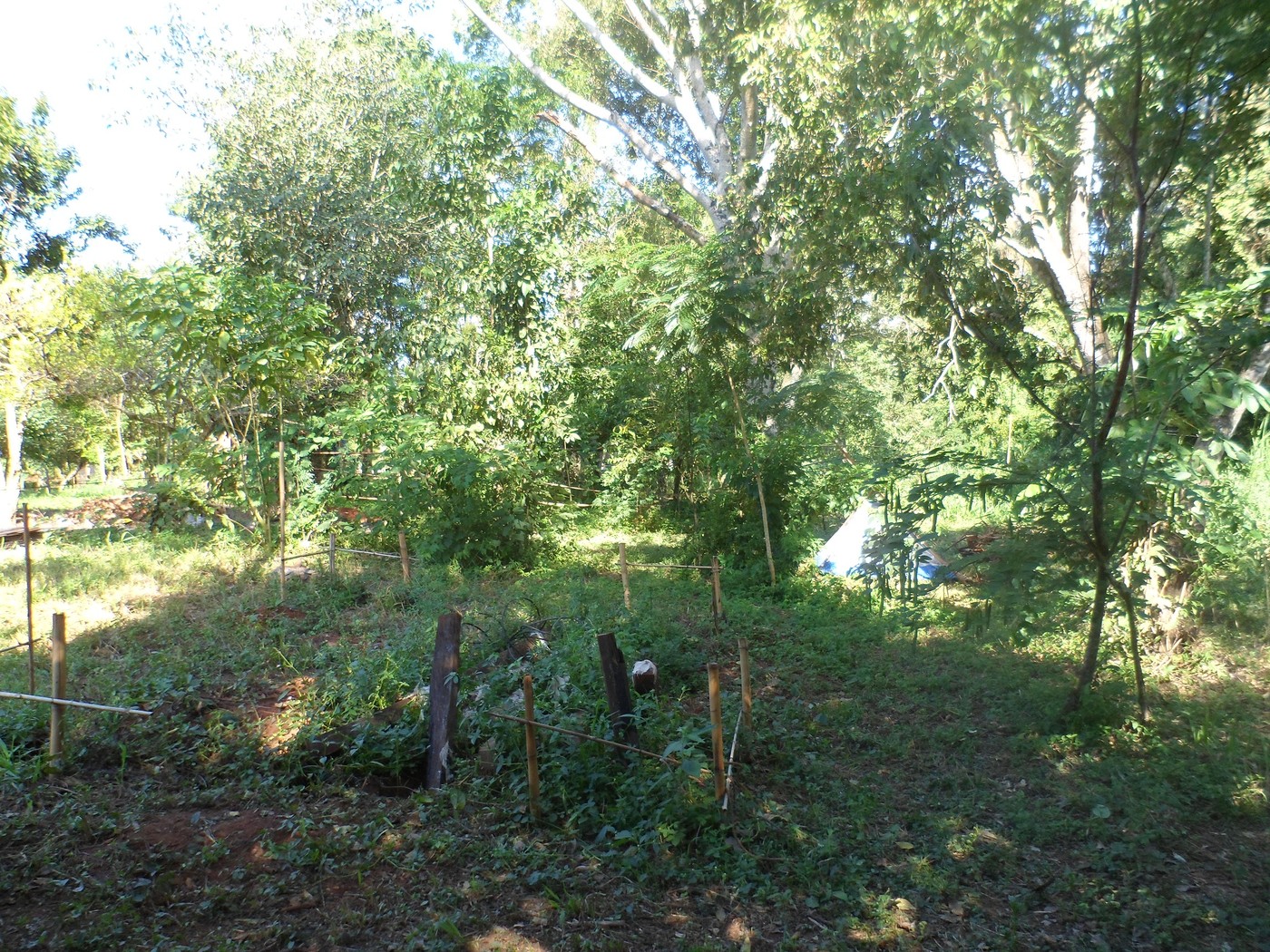 SAM_0908.jpg