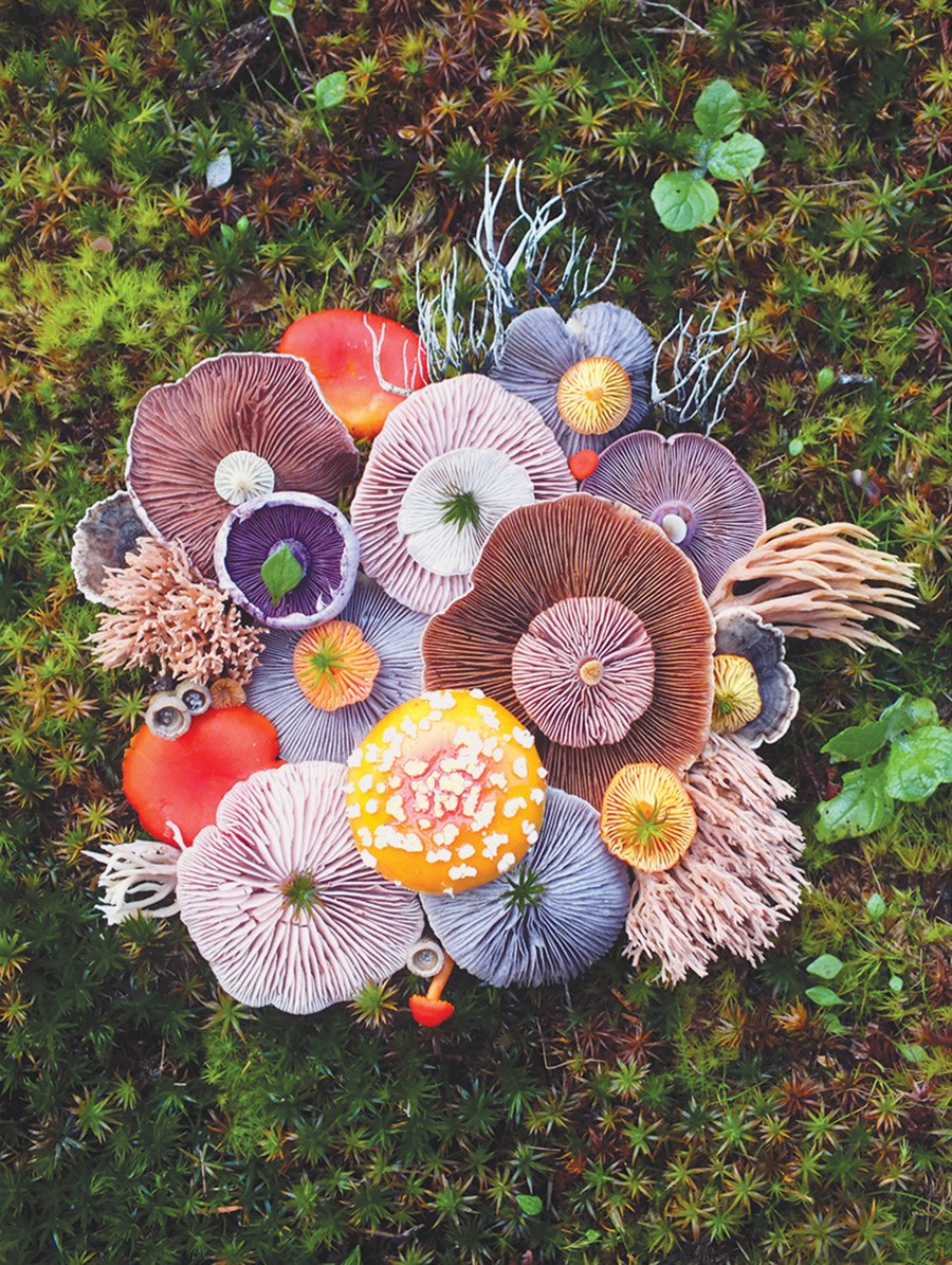 Wild-Mushroom-Menagerie-moss-and-fog-2.jpg