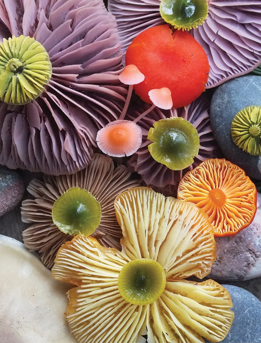 Wild-Mushroom-Menagerie-moss-and-fog-3.jpg