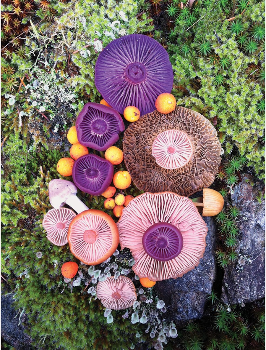 Wild-Mushroom-Menagerie-moss-and-fog.jpg