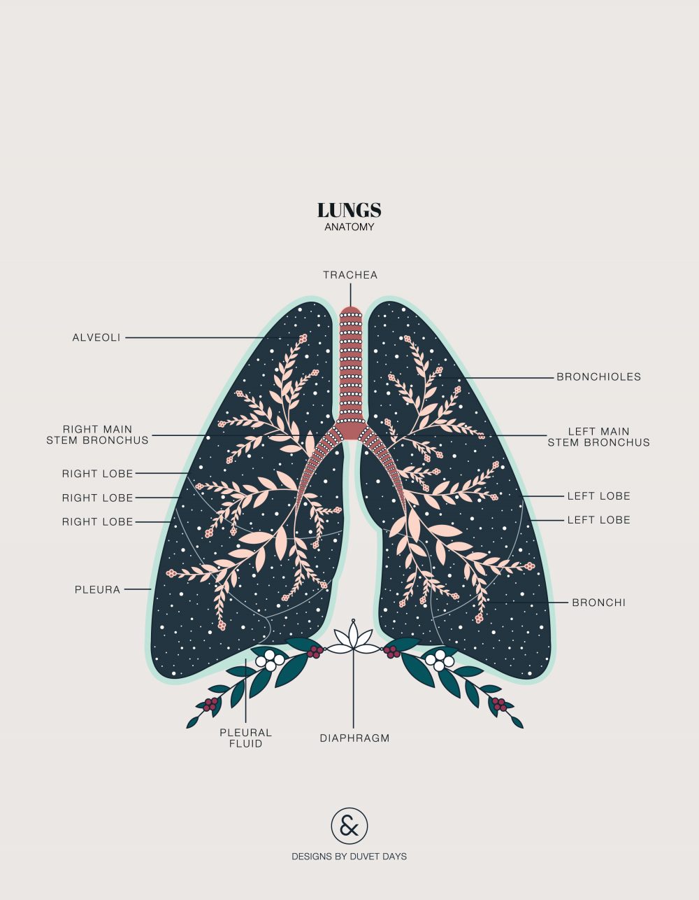 Duvet-Days_Anatomy-Illustrations_8.5x11_Lungs-Anatomy-31-1000x1286.jpg