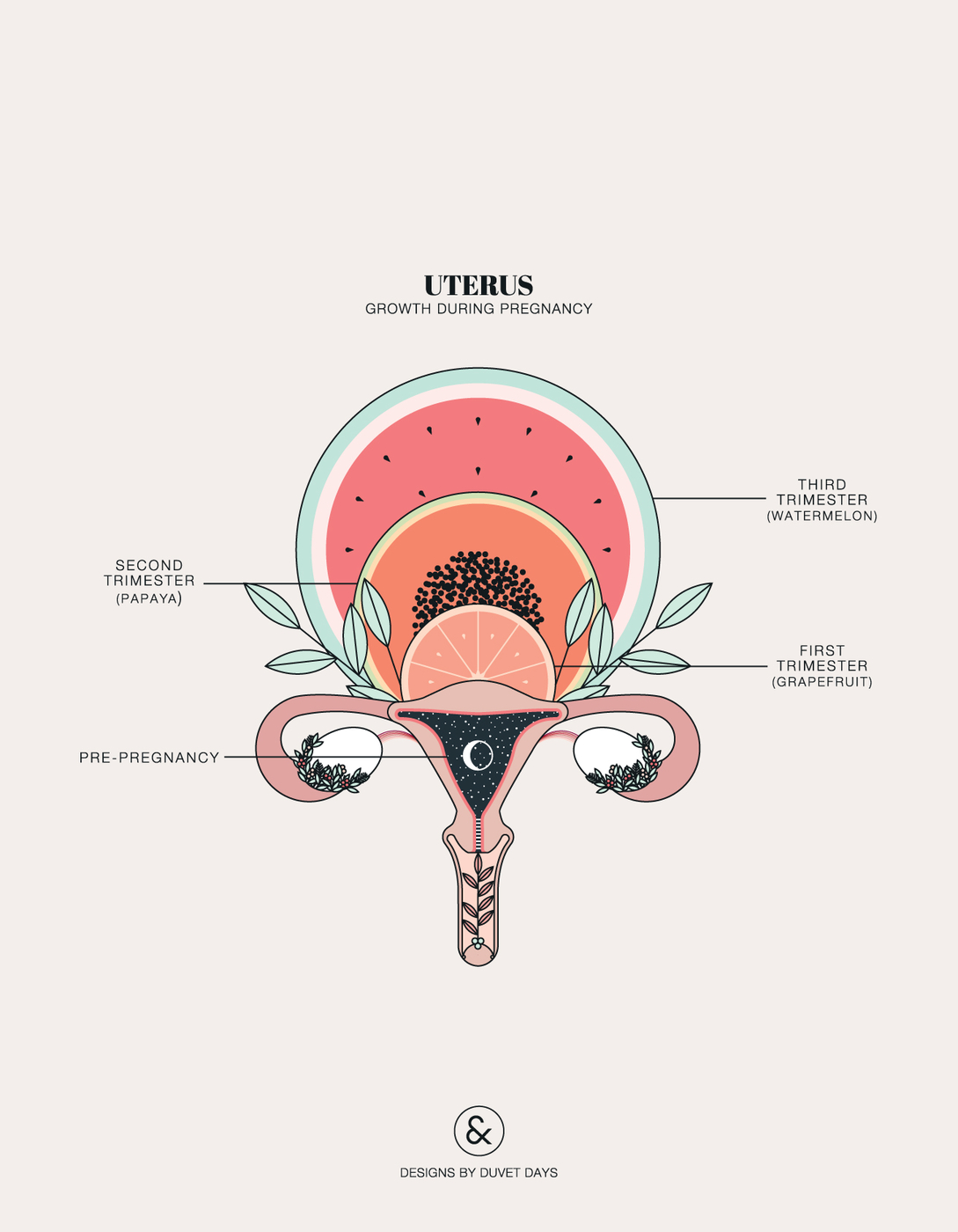 Duvet-Days_Anatomy-Illustrations_Uterus-Growth-1.jpg