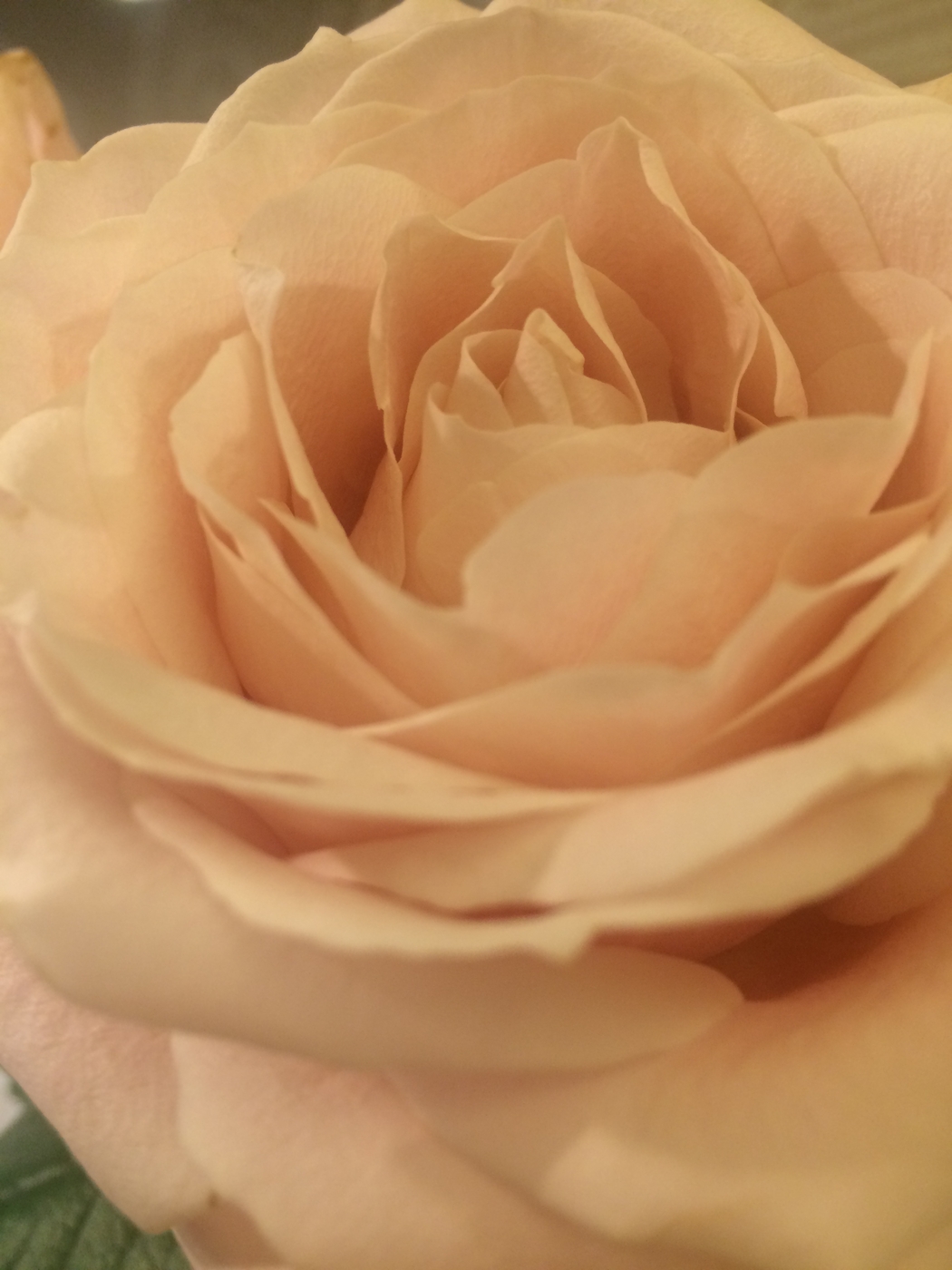 Sweet Avalanche ja ruusun hoito-ohjeita – Gardener | Lily