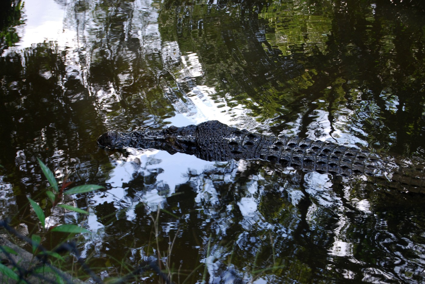 DSC_0316.JPG