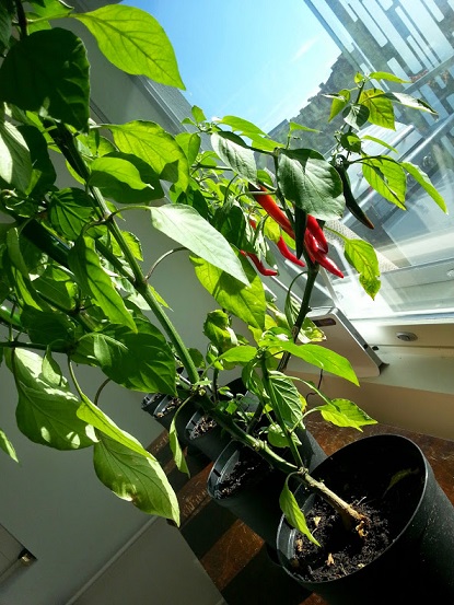 20140928_150212.jpg