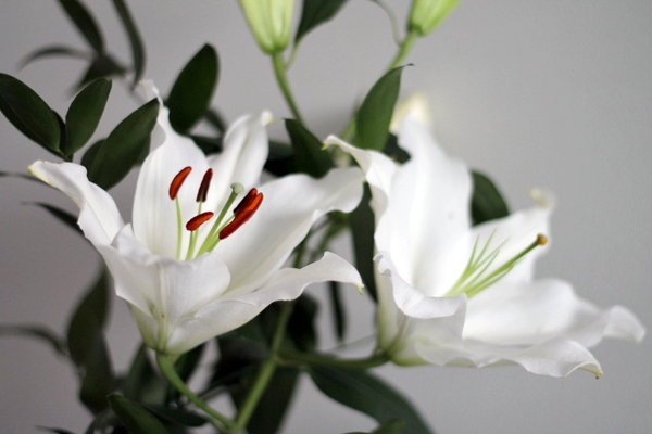 Seitsemän kukkaa tyynyn alla – Inkerin vikaa | Lily
