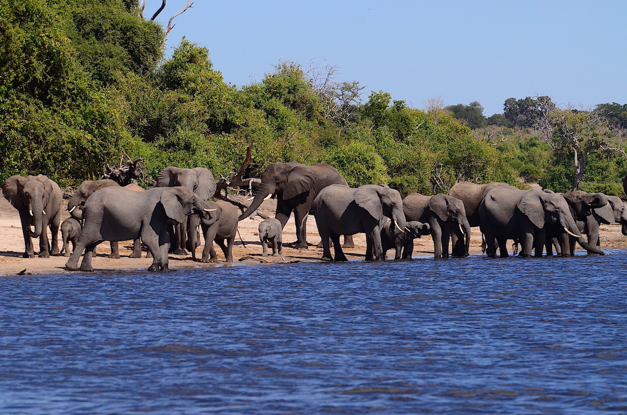 Astu avaraan luontoon Botswanassa