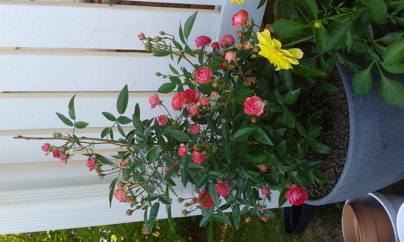20140721_200440[1].jpg