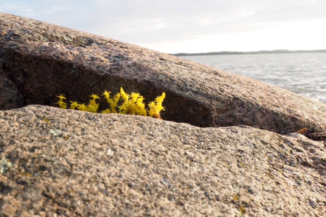 ruissalo4.jpg