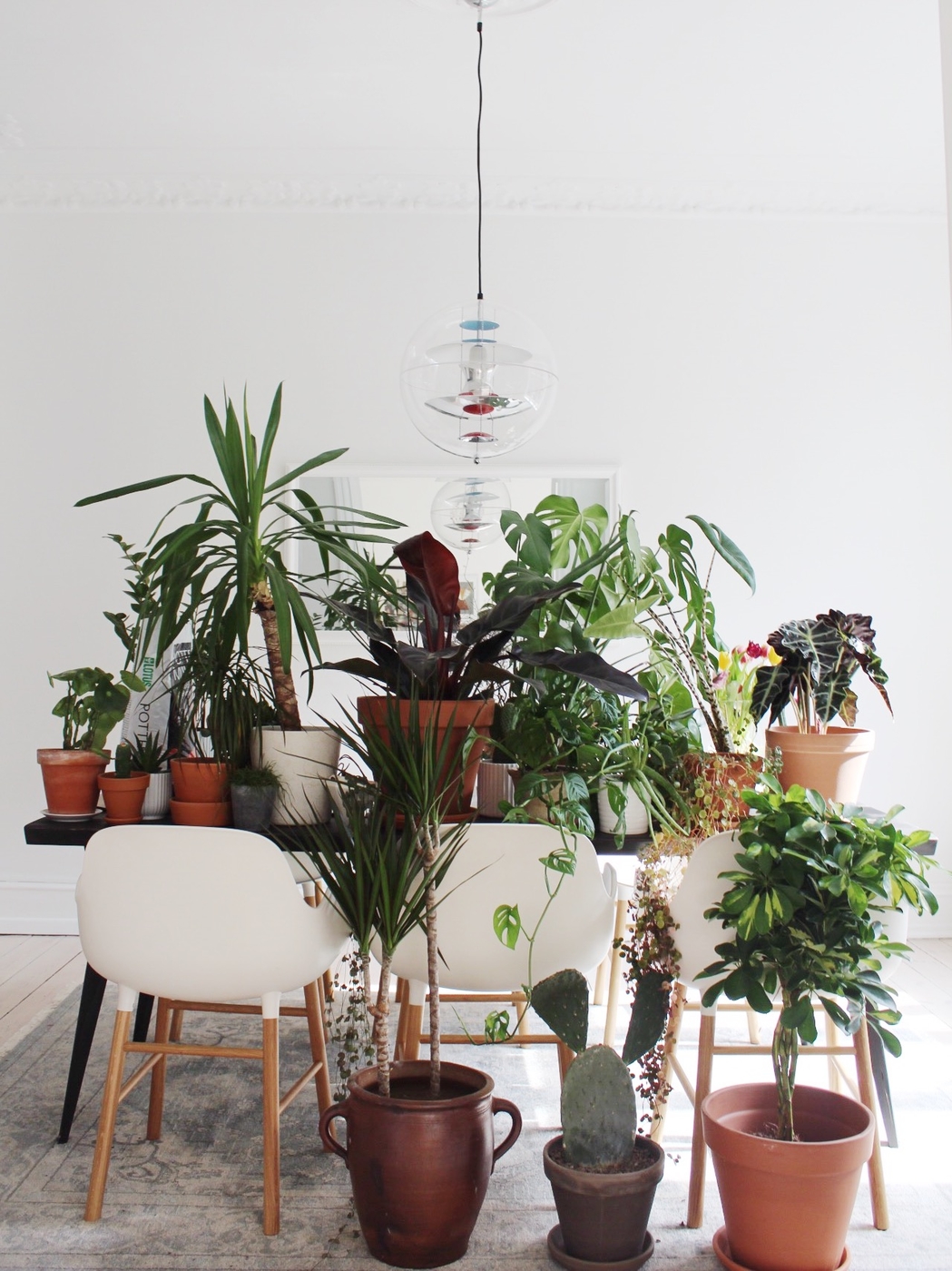 Plant obsession