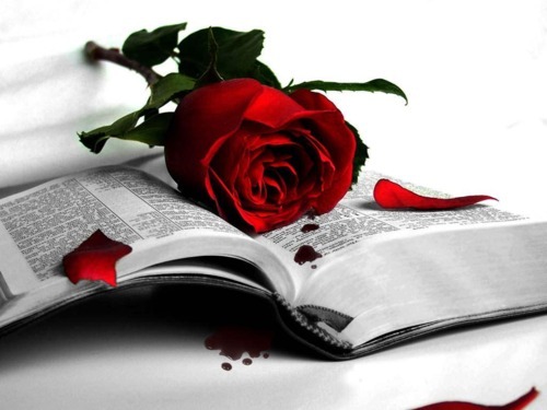 Kirjan ja ruusun päivän menovinkkejä? – Koko lailla kirjallisesti | Lily