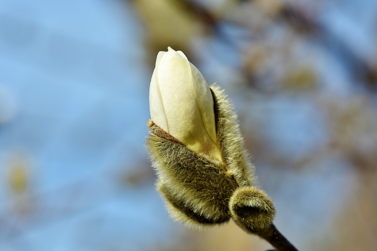 magnolia-3289686_1280.jpg