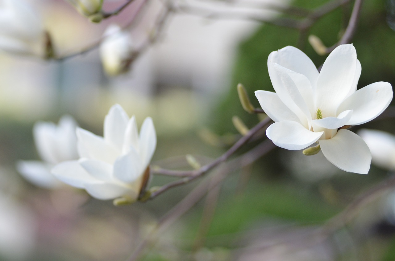 magnolia-894676_1280.jpg