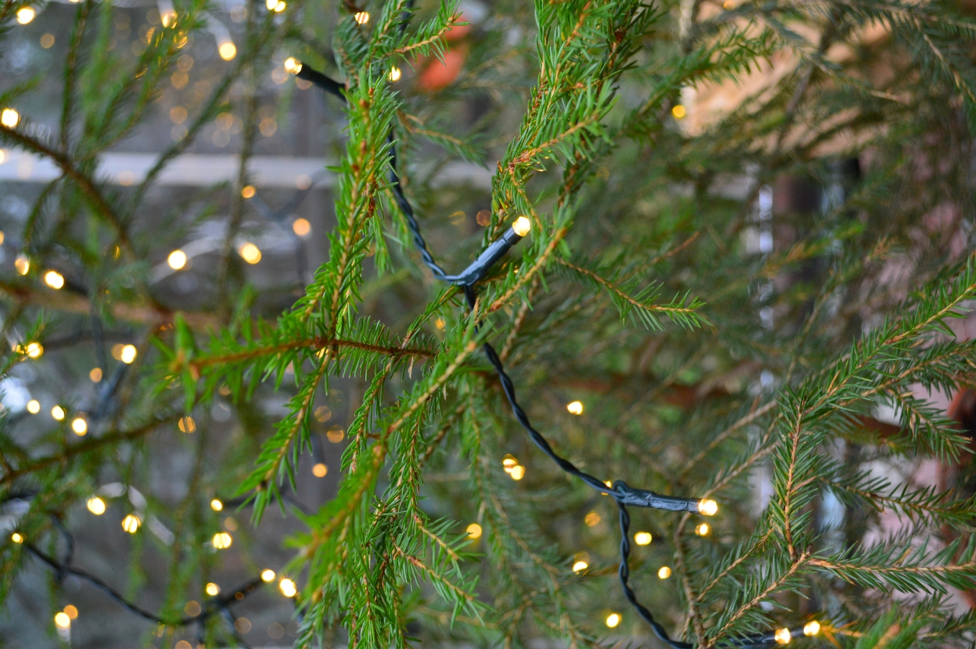 DSC_0603.JPG