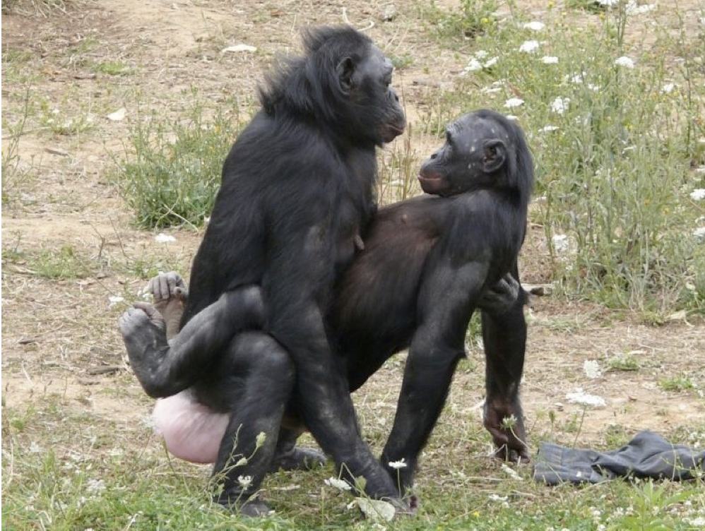 bonobos-3.jpg