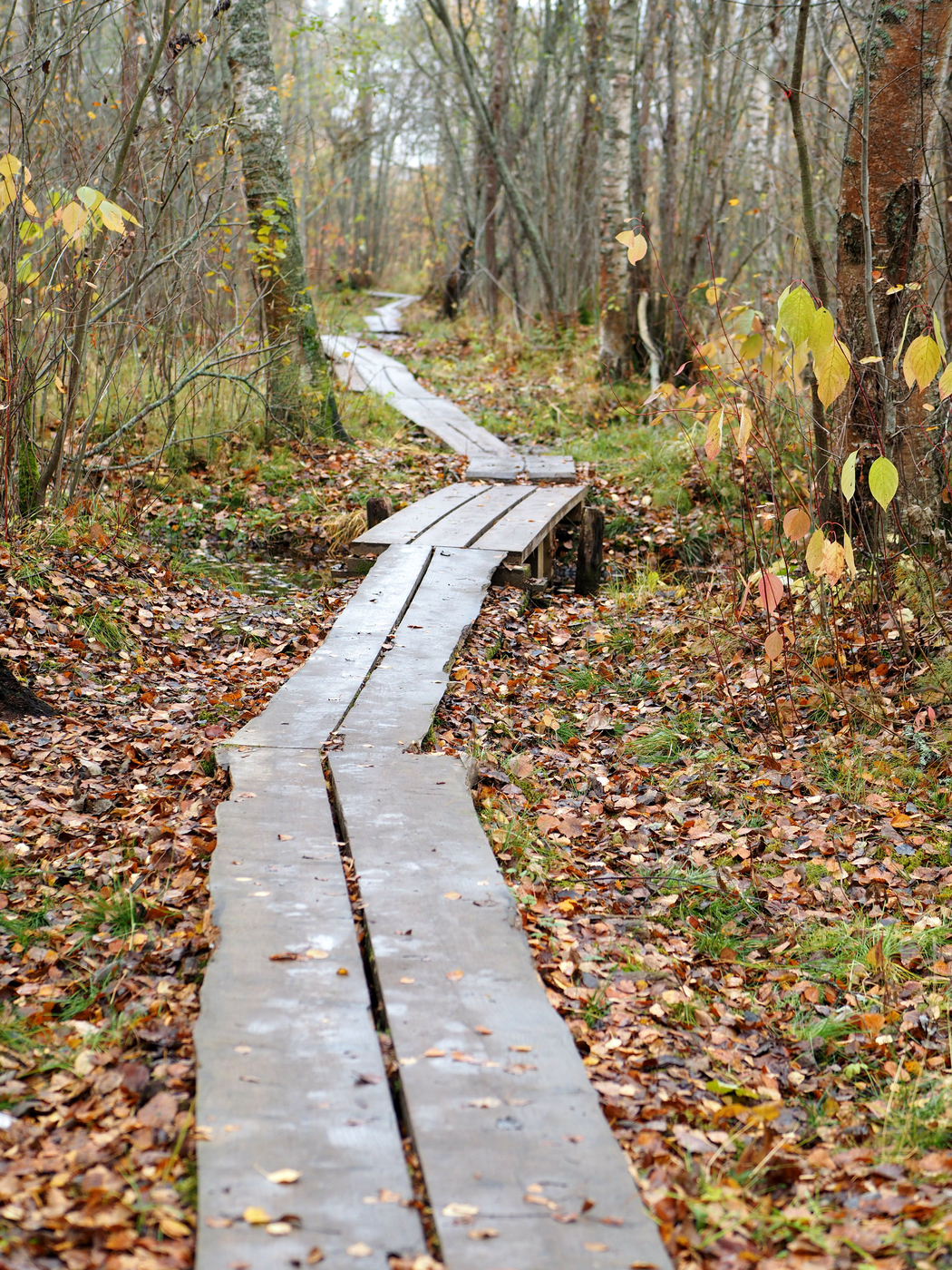 PA150786b.jpg