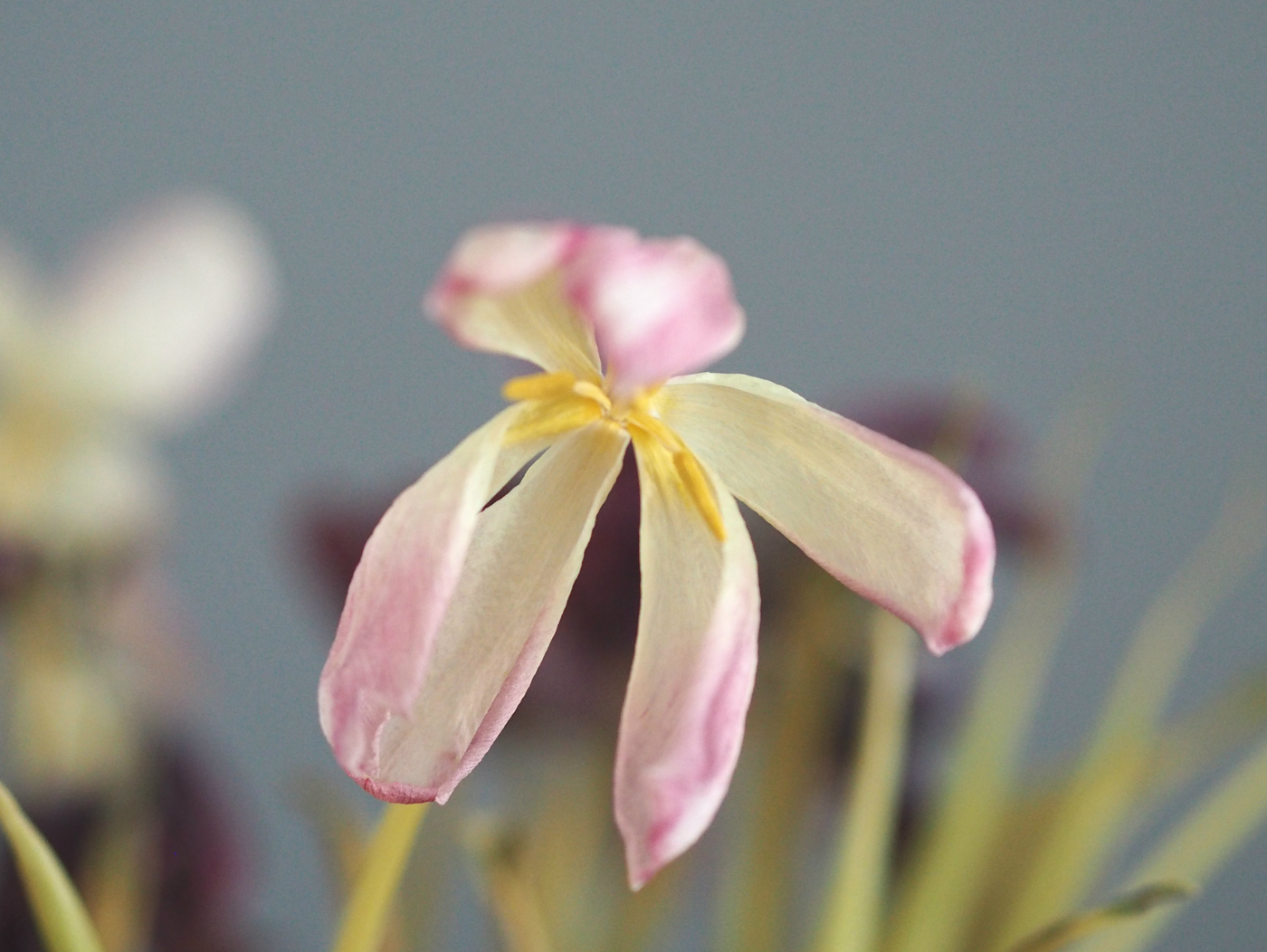 tulip2.jpg