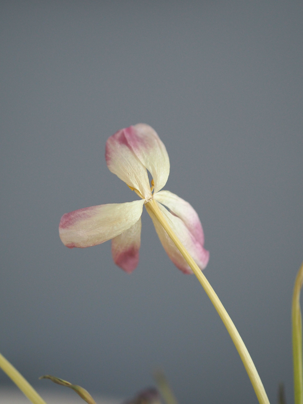 tulipdry.jpg