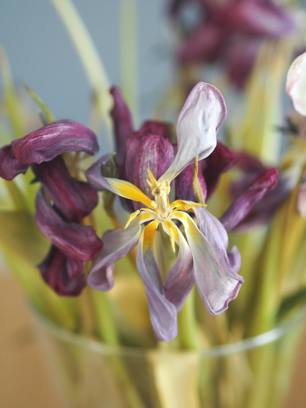 tulips.jpg