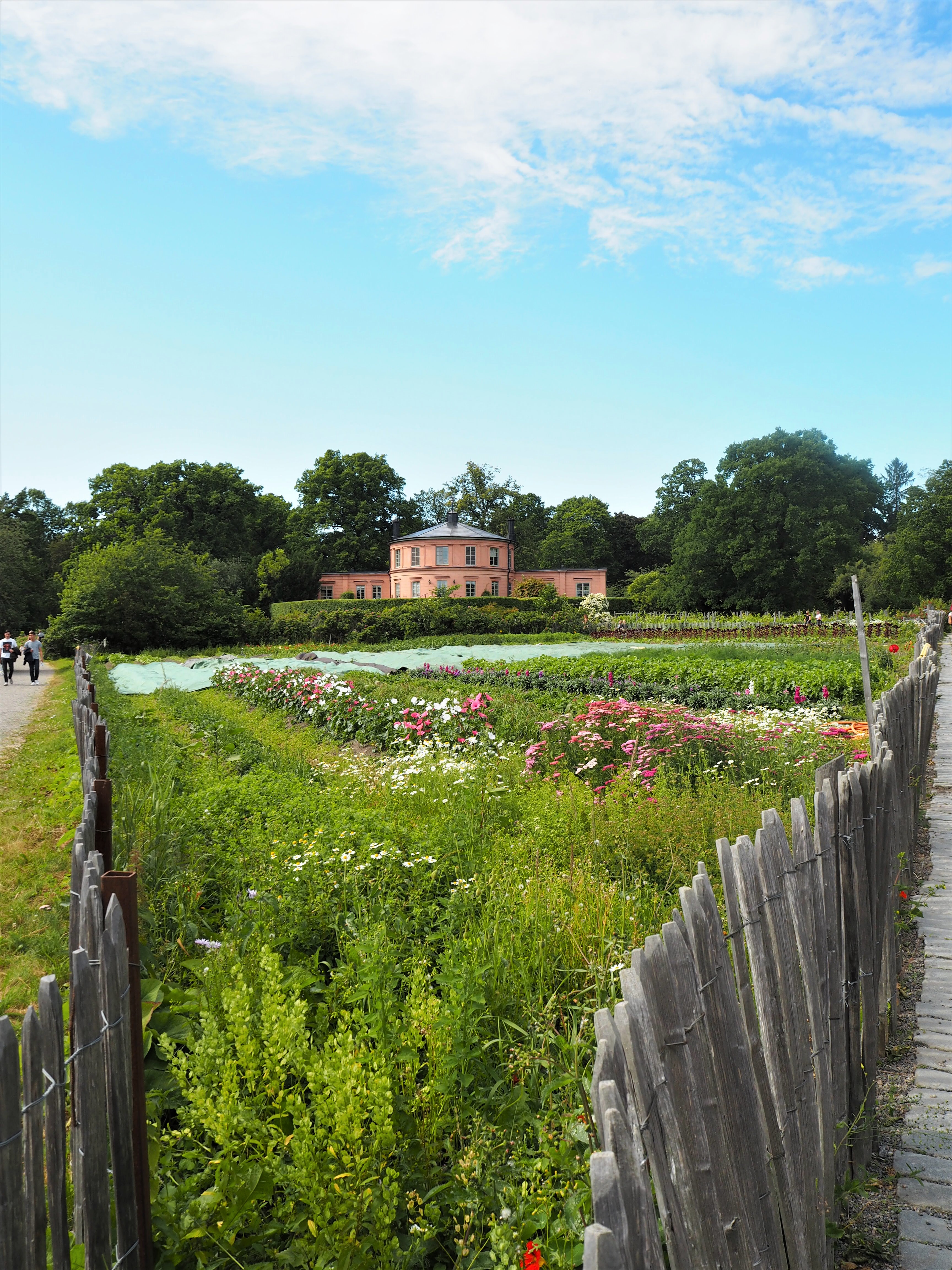 äitijaiksärose.jpg