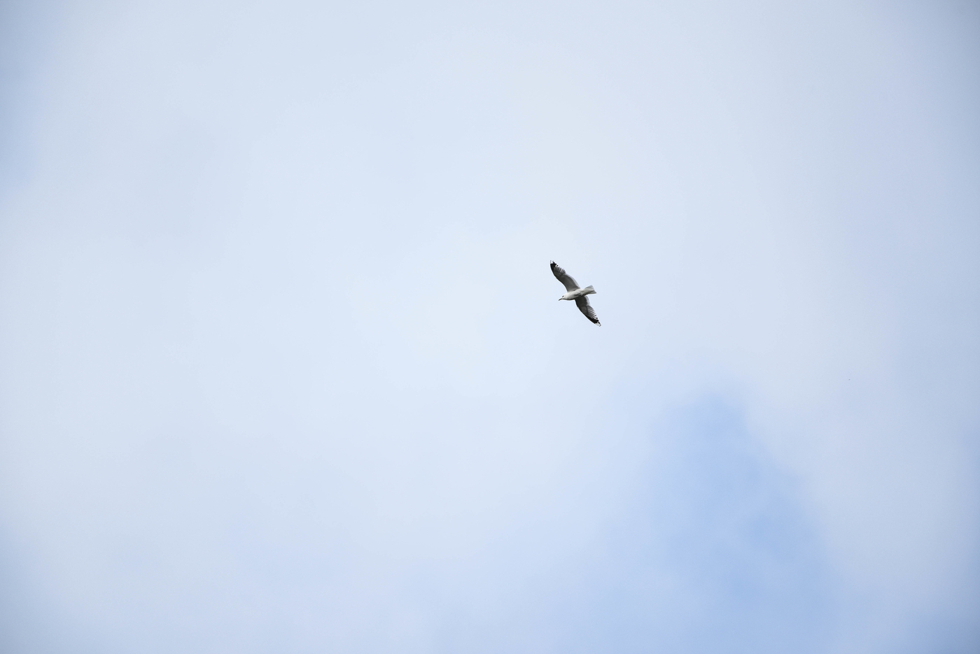 dsc_1447.jpg