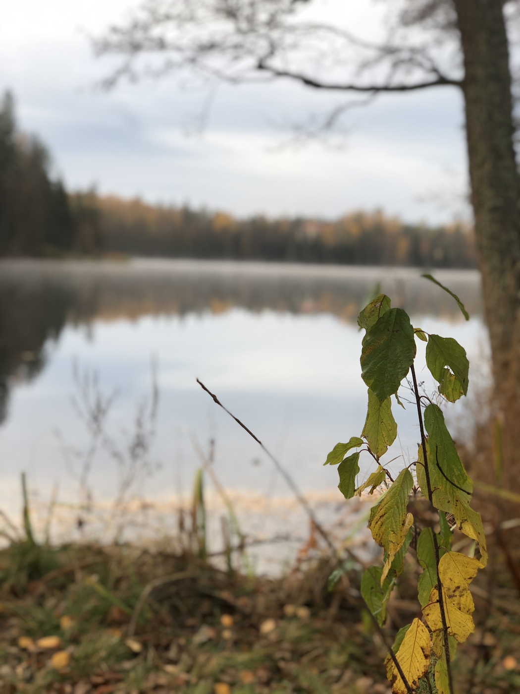 Tarinoita vauva- ja lapsiarjen tuomista haasteista – Carla B | Lily