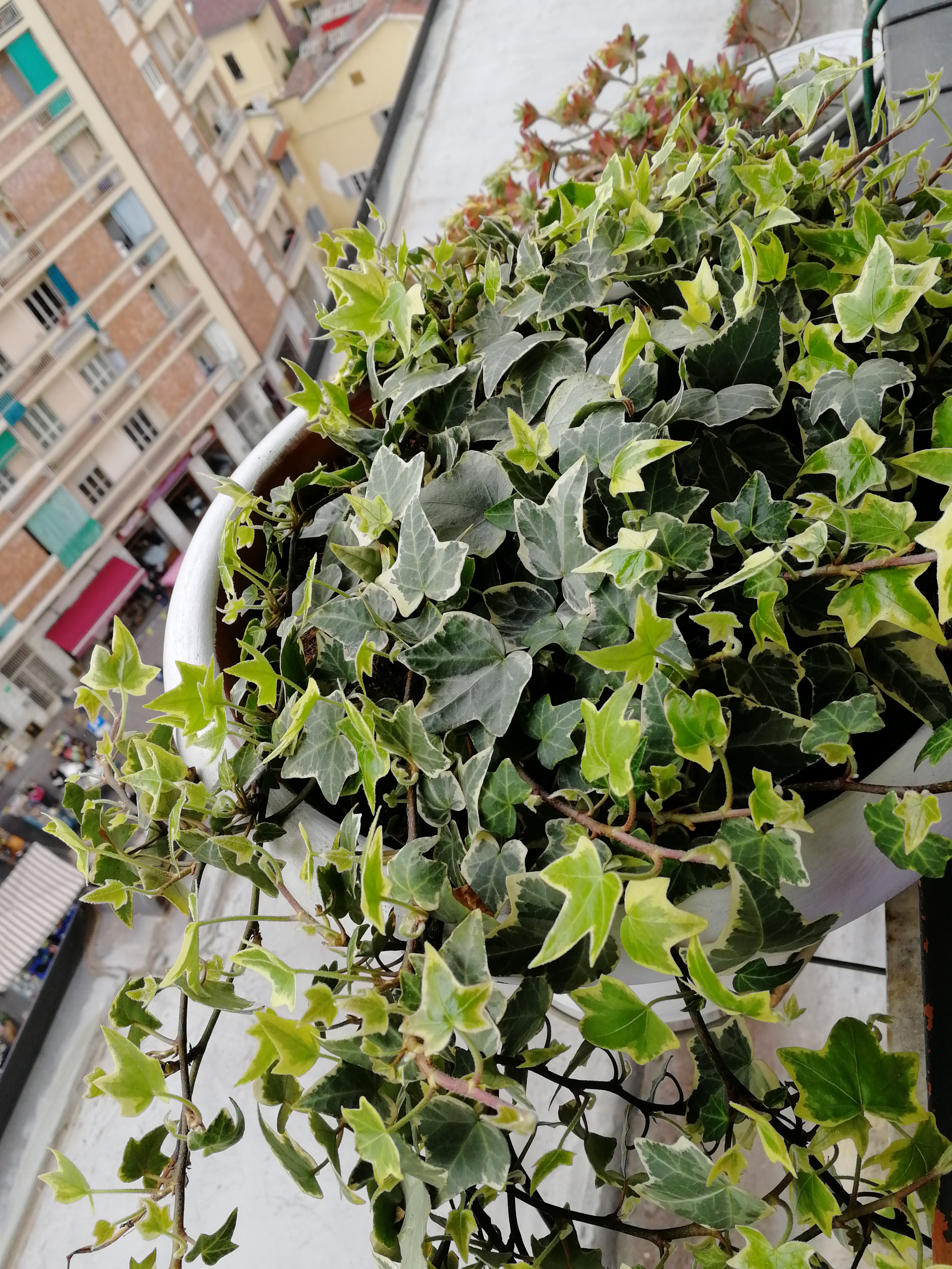 img_20180408_150435.jpg