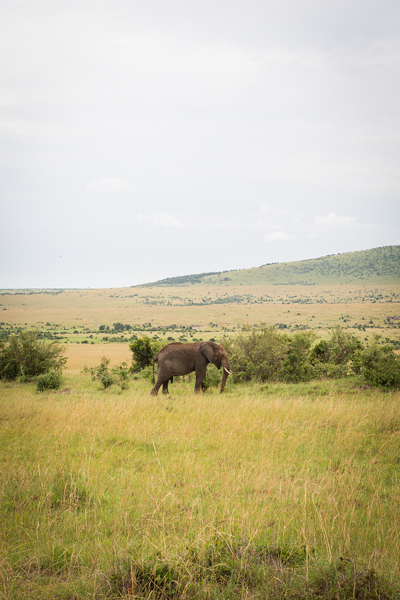 Safarilla: Masai Mara