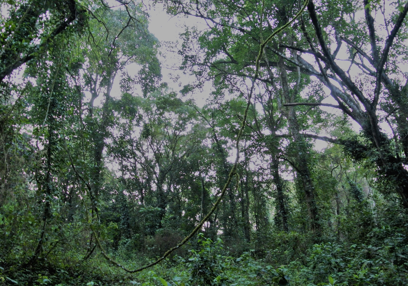 Sademetsällä: Kakamega