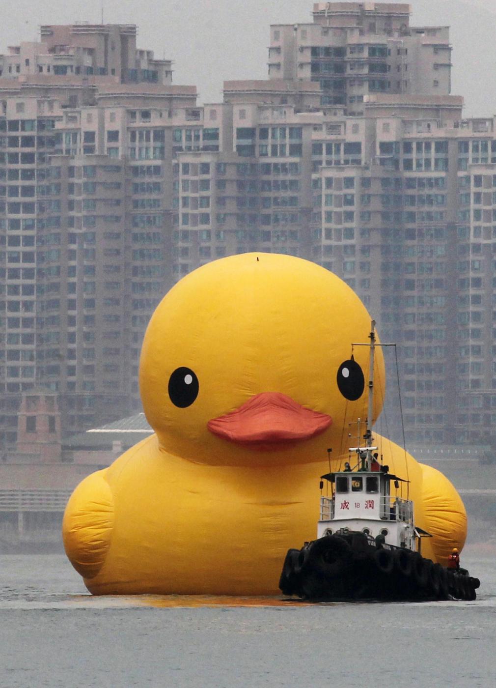 urban_duck.jpg