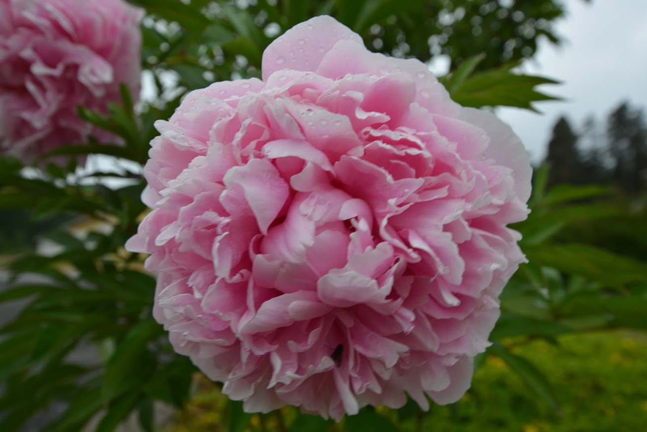 DSC_0012.JPG