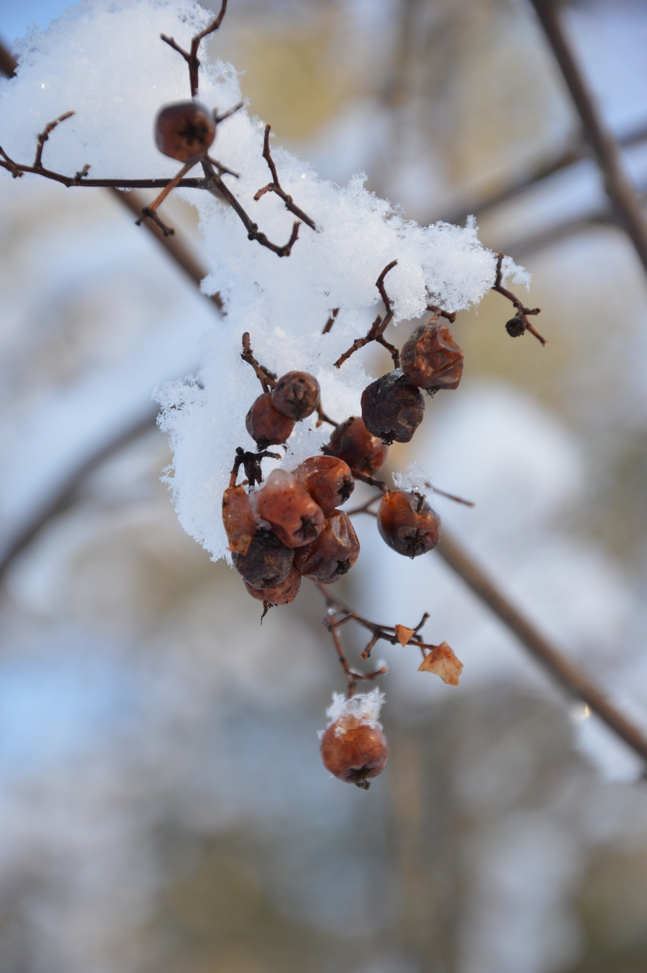 DSC_3976.jpg
