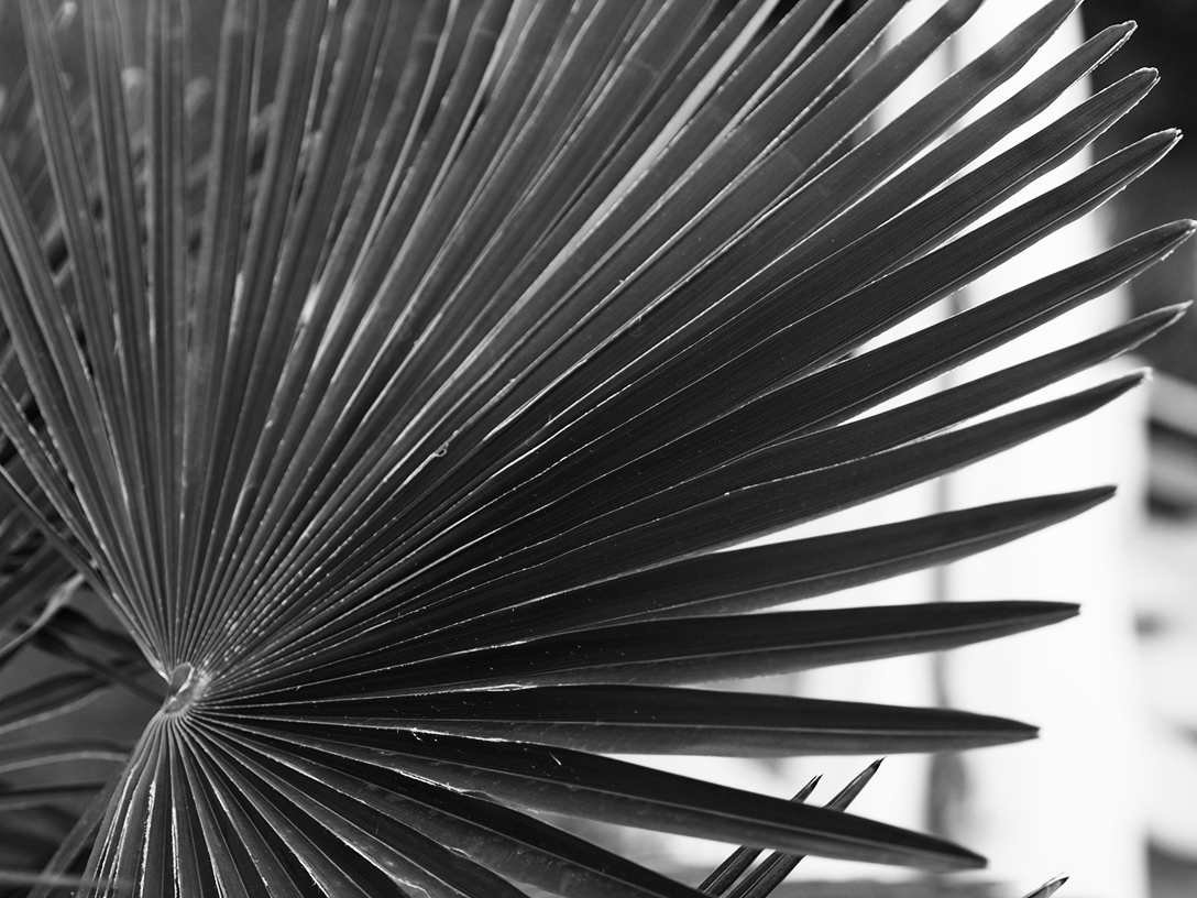 palmtree-bw.png