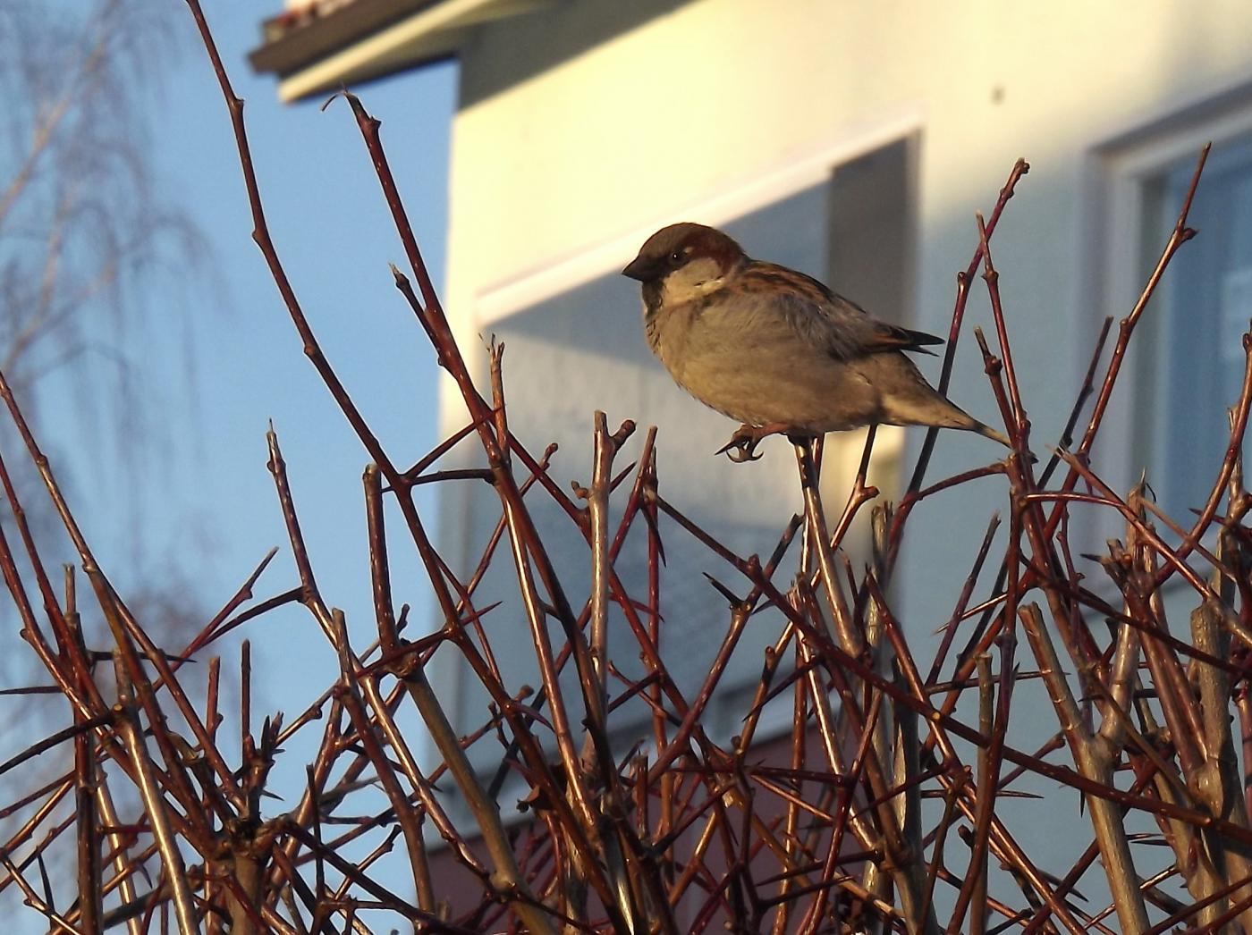 dscf8543_-_kopio.jpg