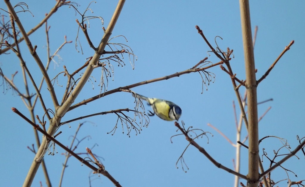 dscf1251_-_kopio.jpg