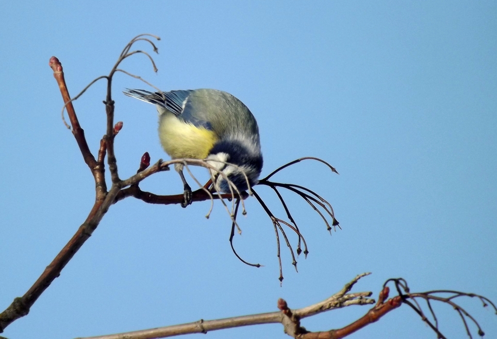 dscf1255_-_kopio.jpg