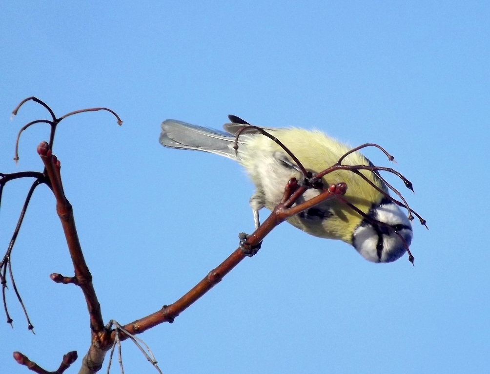 dscf1258_-_kopio.jpg