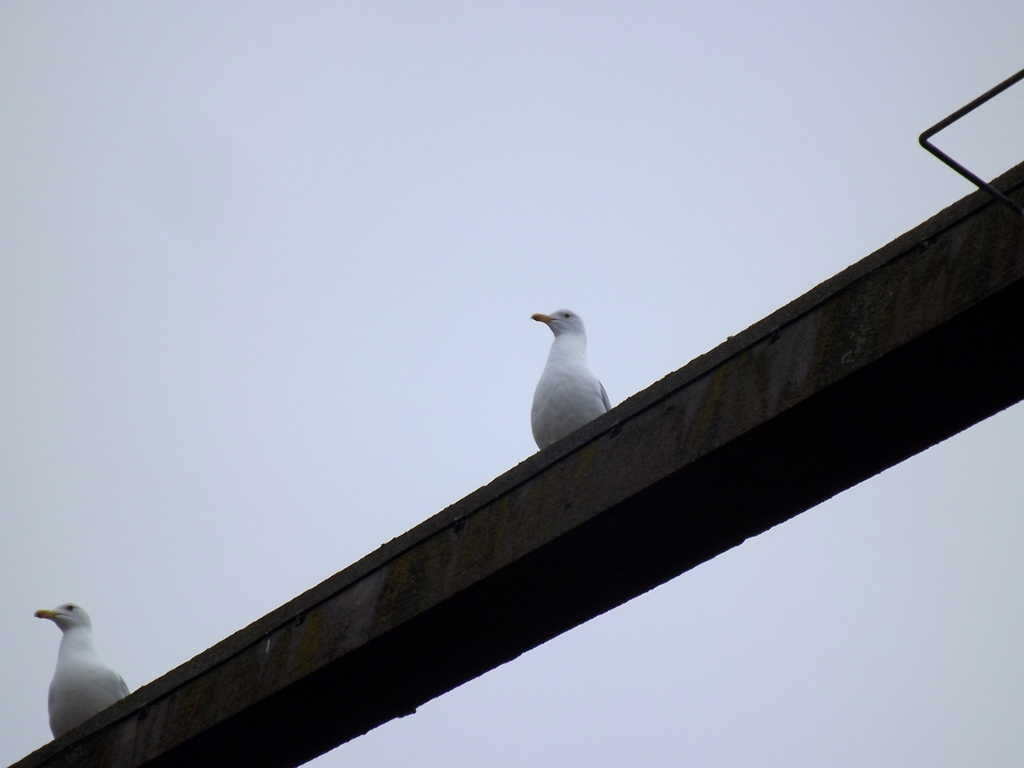 dscf1632_-_kopio.jpg