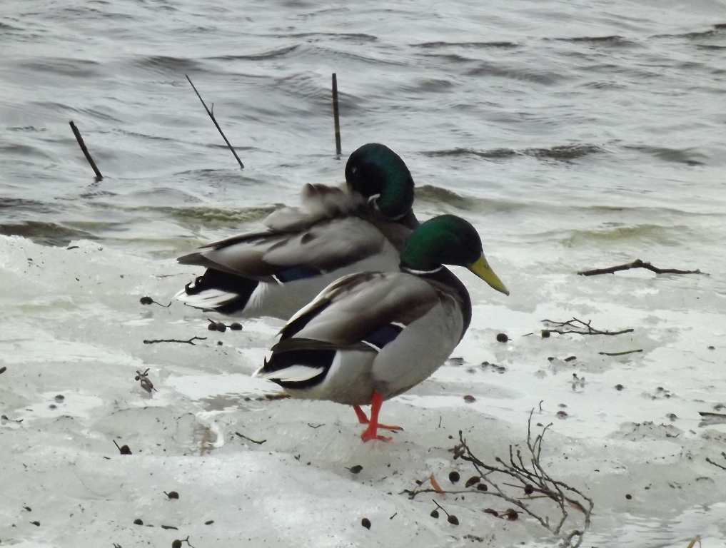 dscf1817.jpg