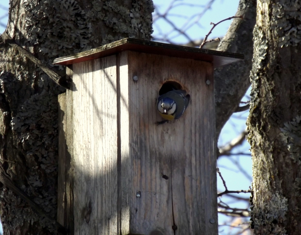 dscf1887_-_kopio.jpg